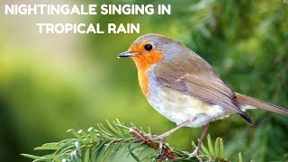 Best Nightingale songNightingale singing In Tropical Rain Relaxing Nature Sound [upl. by Letha]