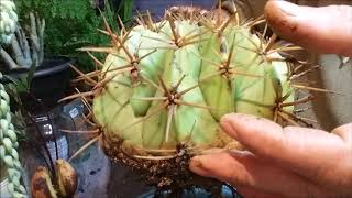 CACTO COROADEFRADE Melocactus zehntneri PARTE 2REPLANTANDO O CACTO [upl. by Rochette930]