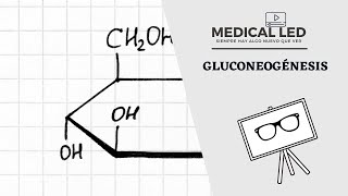 GLUCONEOGÉNESIS Parte 1 Proceso de síntesis de glucosa [upl. by Notsob]