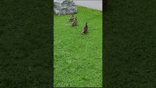 Duck duck Goose game [upl. by Flavius]