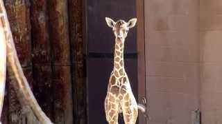 Baby Giraffe Born at Albuquerque Zoo 2013 [upl. by Rox609]