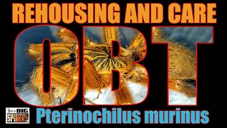 The P murinus OBT Rehousing and Care Notes [upl. by Hasin]