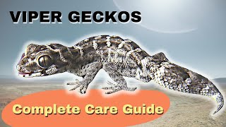 Viper Geckos  The Complete Care and Breeding Guide  Hemidactylus imbricatus [upl. by Pardo]