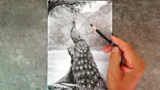 A peacock landscape scenery drawing with pencil step by step [upl. by Neelasor]