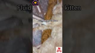 Gastroenteritis in kitten  severe dehydration  fluid therapy  Dr Mirza Muhammad Imran [upl. by Yenhpad527]