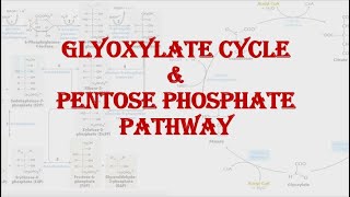 Glyoxylate cycle amp Pentose phosphate pathway Shunt  HPU BSc 2nd year [upl. by Ettelimay]