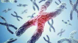 Centromere The Chromosomes Constriction [upl. by Kennet]