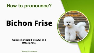 How to pronounce Bichon Frise Correctly in English [upl. by Ettenirt]