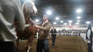 2018 Gordyville draft horse sale lot number 452 [upl. by Besnard]