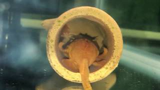 Bristlenose Pleco Eggs After Hatching BABIES [upl. by Ahseem]