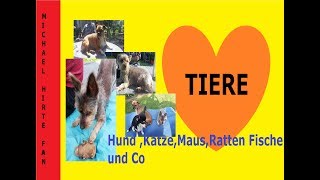 SOMMER Frisuren der Trend 2018 der arme Hunde oder doch nicht [upl. by Akired639]