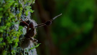 Este hongo parásito controla a los insectos  National Geographic en Español [upl. by Hitt]