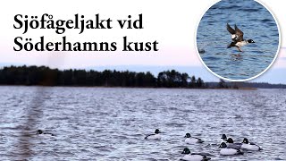 Jaktresan Sjöfågeljakt vid Söderhamns kust [upl. by Ttelrats]