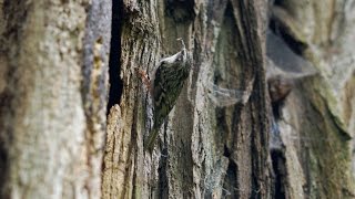 Shorttoed Treecreeper Certhia brachydactyla  Gartenbaumläufer [upl. by Ahseim]