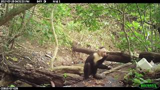 Whitefaced capuchin Cebus capucinus imitator stone tool use in Coiba National Park Panama [upl. by Naves716]