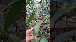 Beberapa perbedaan vanili tahiti dan planifolia [upl. by Simeon75]