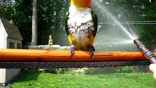 Kookie Caique loves playing in the hose spray [upl. by Celinda]