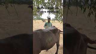 Buffalo intra muscular injection trending shorts viralvideos buffalo drumarkhan veterinary [upl. by Eidroj]