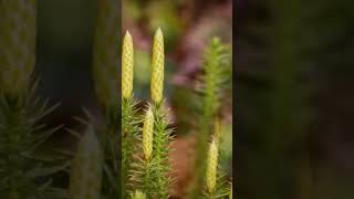 The AGE of Prehistoric GIANT Plants history documentary [upl. by Enaud]