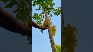 Papaya natural cutting skills very fresh l satisfying papaya reels fresh papaya shorts top [upl. by Eedrahc806]