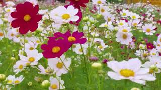 Walk around the star flower garden the dying flower garden the flowers swaying in the wind [upl. by Stefan]