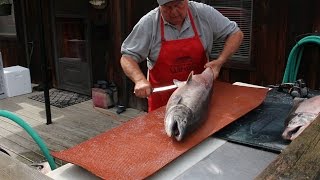 How to Fillet a Big Salmon and Prepare it for Smoked Salmon Recipe [upl. by Clotilde]