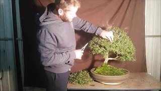 Aussie Bonsai Bloke Bottle Brush winter 2017 pruning for ramification [upl. by Nara]