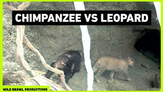 Leopard attacks Chimpanzees in Senegal  Other footages of Chimp vs Leopard Wild dogs Hyena etc [upl. by Zelle277]