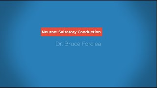 Nervous System Saltatory Conduction [upl. by Blinni]