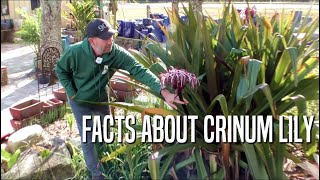 Fun Facts About Crinum Lily [upl. by Inimak]