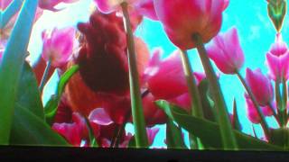 Pipilotti Rist Lobe of the Lung Part 2 [upl. by Lefty363]