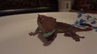 Crested Gecko Eating Tomato Hornworms [upl. by Ubana]