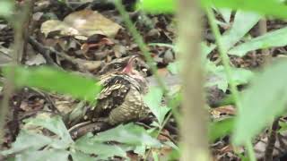 The Endemic Philippine Nightjar Roosting for the Day [upl. by Amzu678]