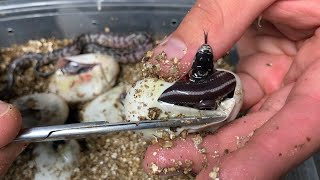 Our First Colubrids Hatchlings of the Season [upl. by Dhaf]