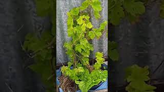 MY GRAPEVINES GROWN FROM SEED [upl. by Moitoso6]