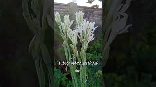 Tuberoseshortfeed shortvideo viral gardenhackstrending gardening gardengingtips [upl. by Eyeleen]