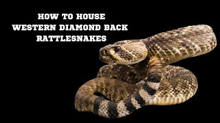 HOW TO HOUSE RATTLESNAKES [upl. by Nylednarb794]