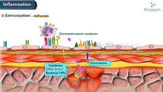 3 Inflammation Cellular Changes Animation [upl. by Llertrac]