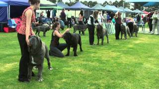 Association of All Mastiff Breeds of Victoria  9th Championship Show  Highlights [upl. by Mccormac559]