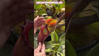 Nepenthes rajah the kind of pitcher plants [upl. by Suelo]