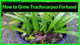 How to Grow Trachycarpus Fortunei Palm Trees in UK [upl. by Nnasor]