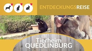 Tierheim Quedlinburg  Entdeckungsreise [upl. by Rollins]