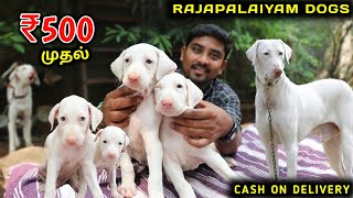 Native Dogs For Sale  சிப்பிபாறை கோம்பை கன்னி  Puppys For Sale  Vino Vlogs [upl. by Floss]