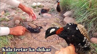 Black Francolin Hunting  How To Make a Francolin Trap  Kala Teetar Ka Shikar  Partridge Hunting [upl. by Ruthe]