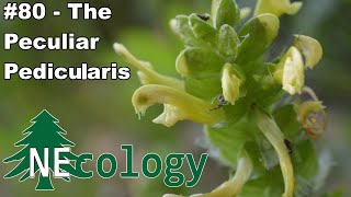 NEcology 80  The Peculiar Pedicularis [upl. by Elon]