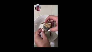 HOW TO OPEN BALUT fertilized Duck Egg [upl. by Hurwit]