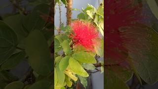 Natures Bottle Brush Flower❤️💚 natureflowers nature flowergarden bottlebrush nature shorts ❤️ [upl. by Alejandro]