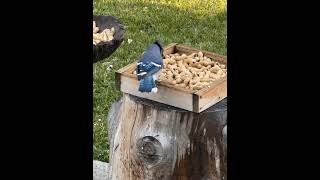 Bluejays chasing around feeder and Black Billed Magpie [upl. by Lakin193]