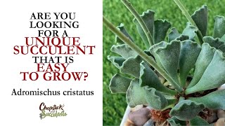 UNIQUE AND EASY TO GROW SUCCULENT  Adromischus cristatus ‘Crinkle Leaf Plant’ [upl. by Larianna276]