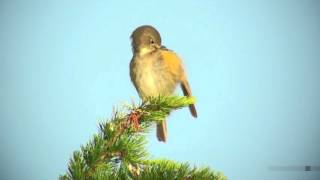 ルリビタキ（3）さえずりと地鳴き  Red flanked bluetail  Wild Bird  野鳥 動画図鑑 [upl. by Eiclud]